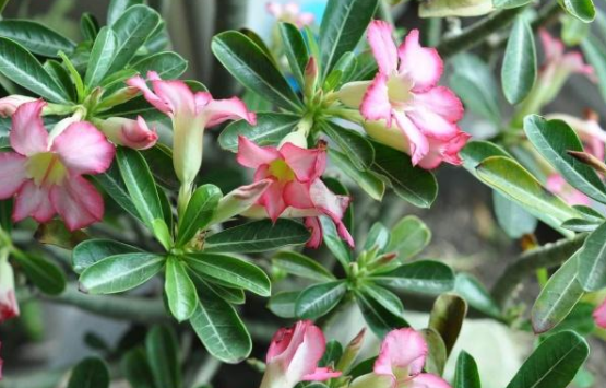 沙漠玫瑰11月份换盆可以吗