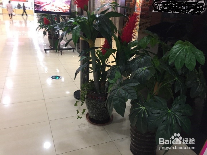 装饰的绿叶是假的怎样辨别