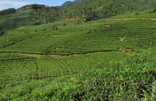 怎样分辨茶叶的级别