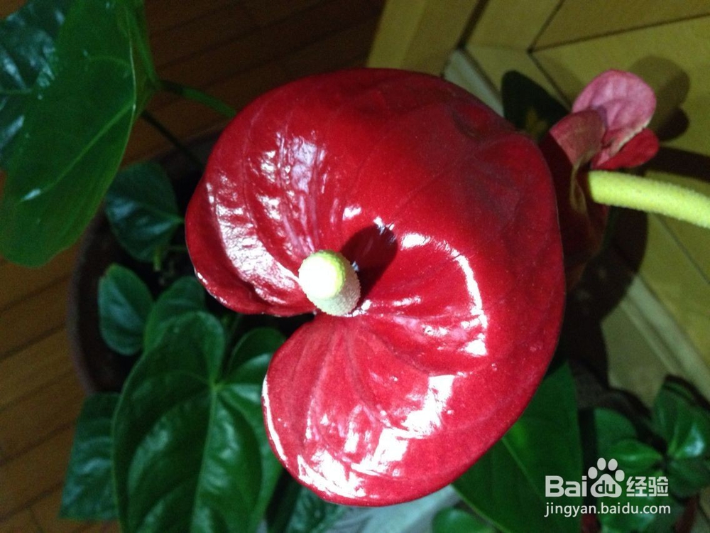 在家怎样饲养红掌？