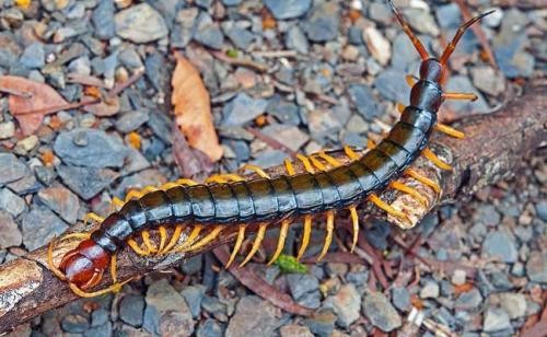 小蜈蚣有毒吗