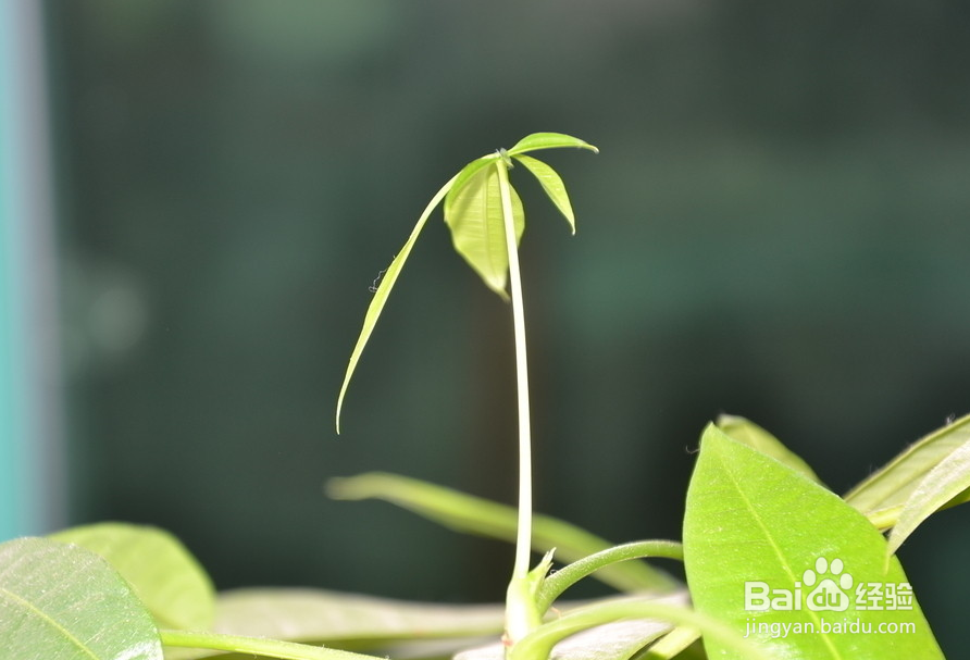 发财树烂根怎么办