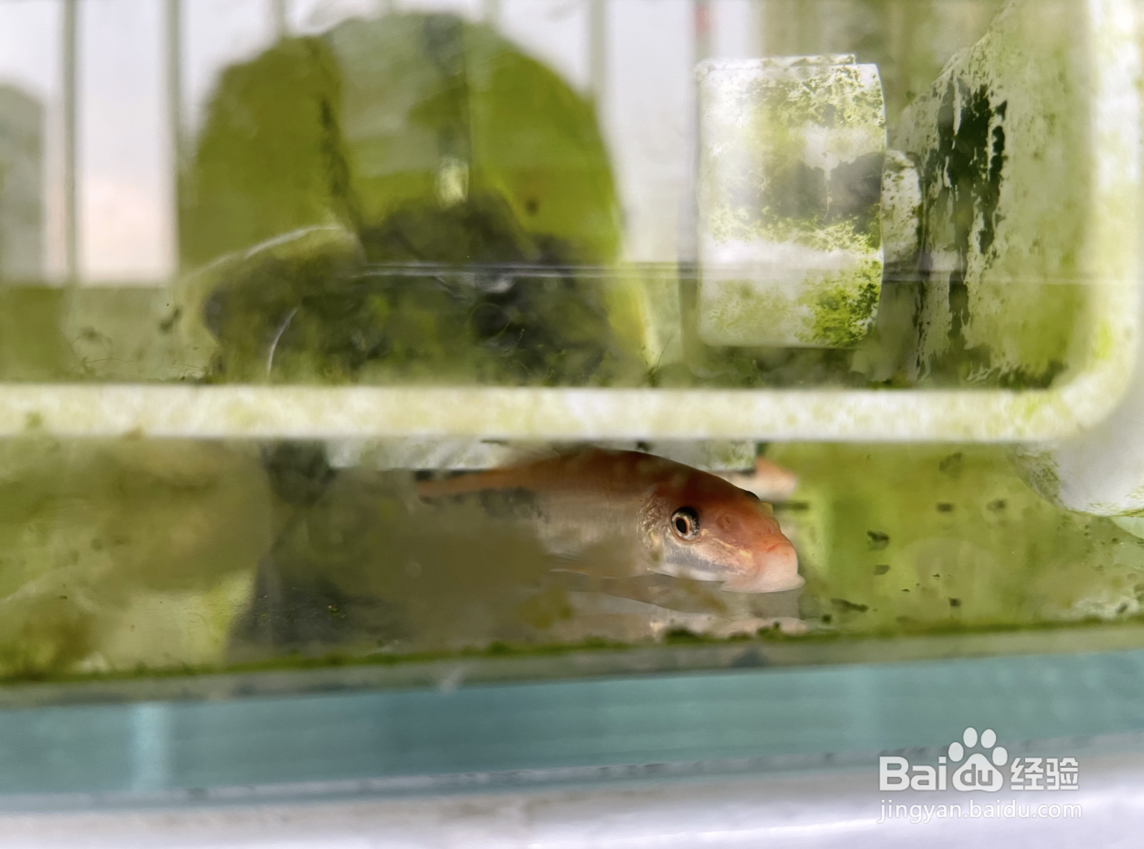 如何有效处理鱼缸爆藻