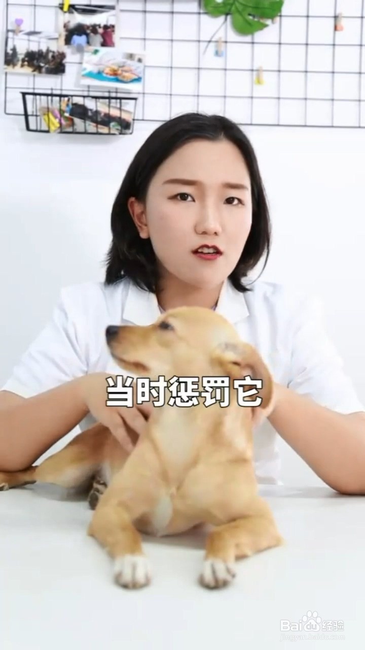 惩罚狗狗有哪些禁忌