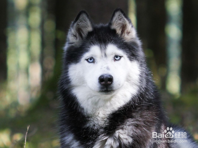 怎样根据狗狗的天性进行训练？