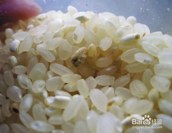 大米发霉怎么办