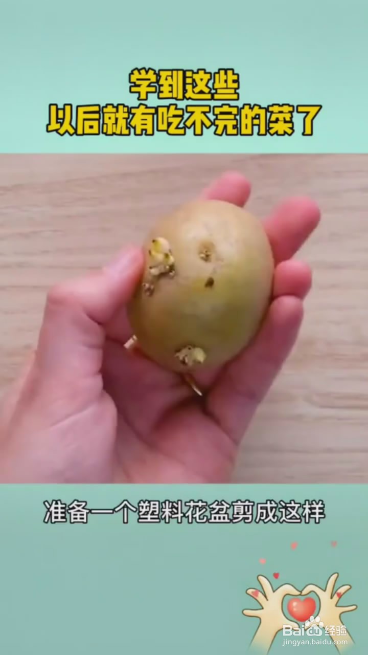 如何在家里种植蔬菜