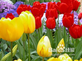 关于杜仲雄花茶的功效