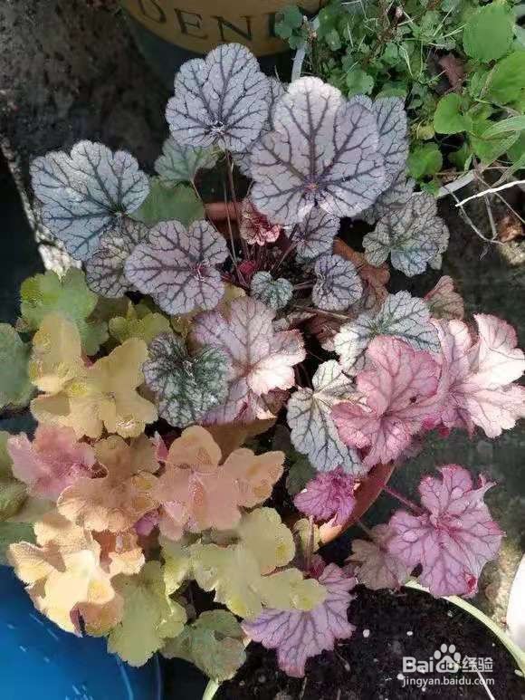 1种叶子五颜六色，耐阴耐冻，养一盆太美了 ￼