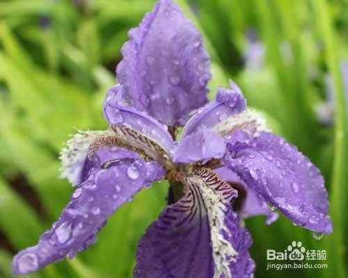 庭院花卉紫罗兰栽植及养护技术