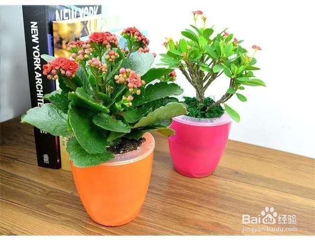 刚刚装修好的房间，放这几种植物，轻松除甲醛！