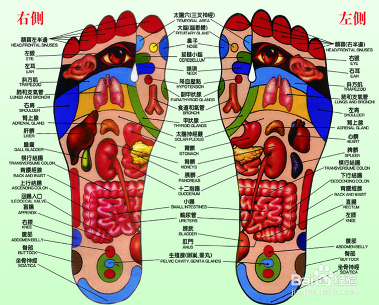 脚底肝脏反射区疼痛图片