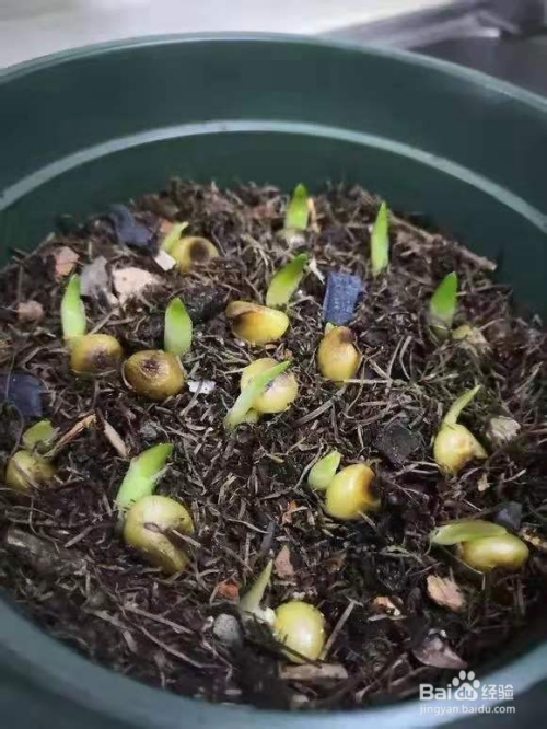 君子兰还在买?种子丢盆里就发芽,一次播种30盆