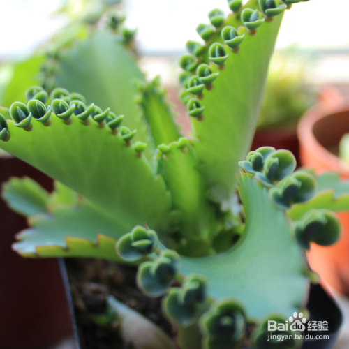 在家中该怎么养殖宽叶不死鸟?