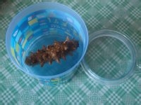 怎么做海参香菇粥--简单的海参香菇粥做法
