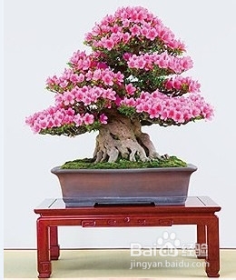 杜鹃花栽培技术