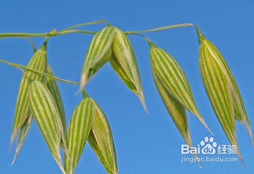 怎样快速减肥不反弹.