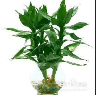 观音竹水培养护方法