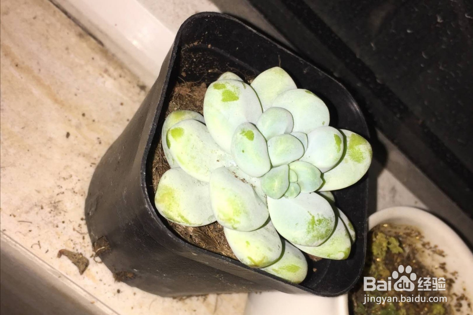 多肉换盆注意事项