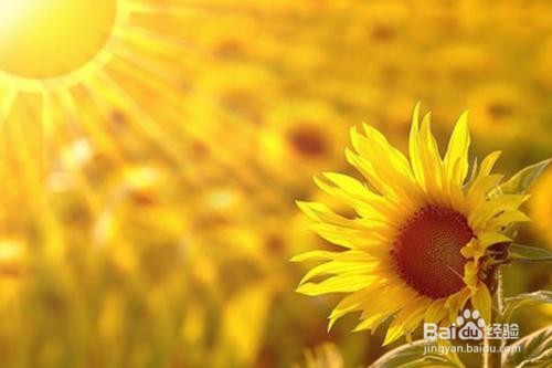 向日葵插水里要怎么养