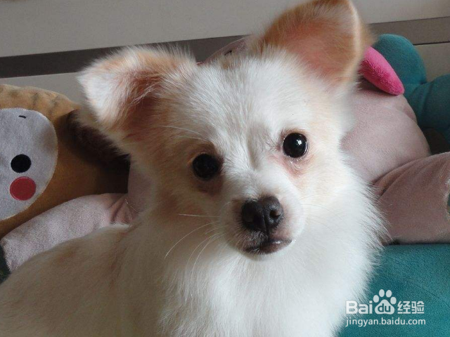 带狗狗去驱虫时要注意些什么？