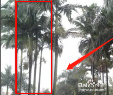 游览明月山最佳方案？