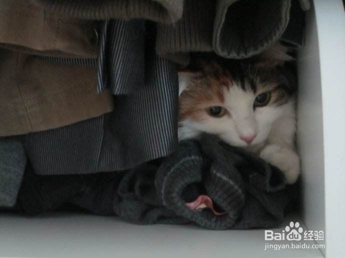 远距离搬家怎样快速安顿好猫咪？