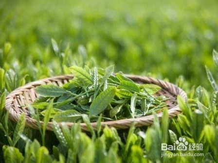 六大茶类冲泡法
