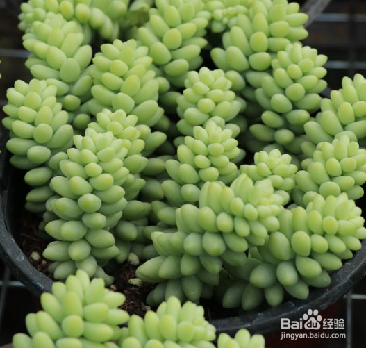 玉缀怎么养爆盆