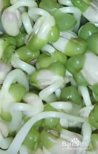 绿豆芽怎么生粗壮又白