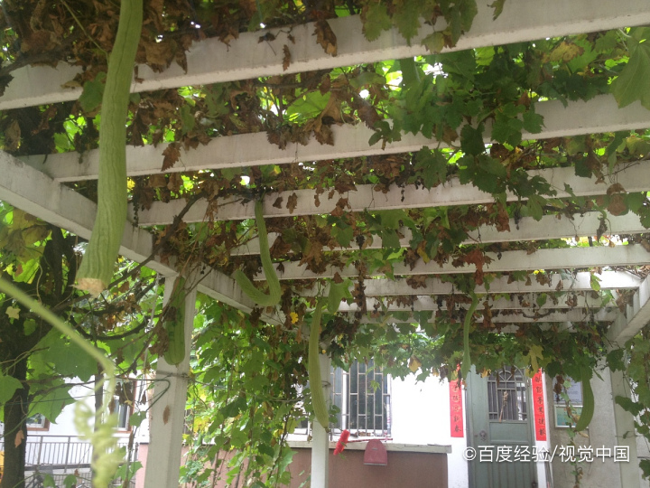 丝瓜怎么种植产量高