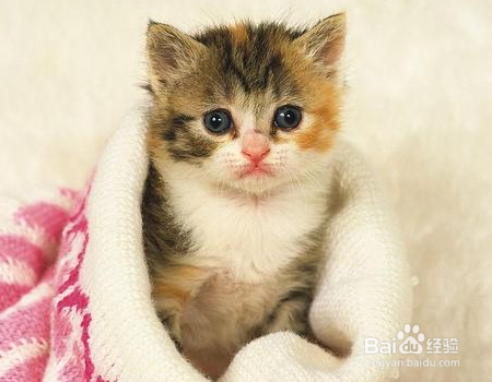 小猫拉稀不吃饭怎么办