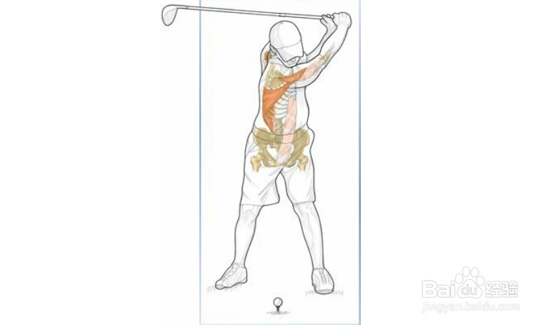 高尔夫球训练：[21]相关肌肉图解21