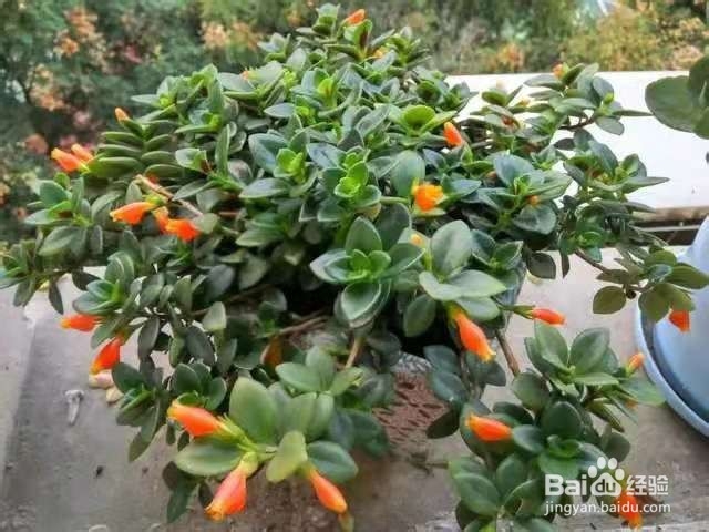 将吃剩下的果皮，简单一处理养花，植物越长越旺