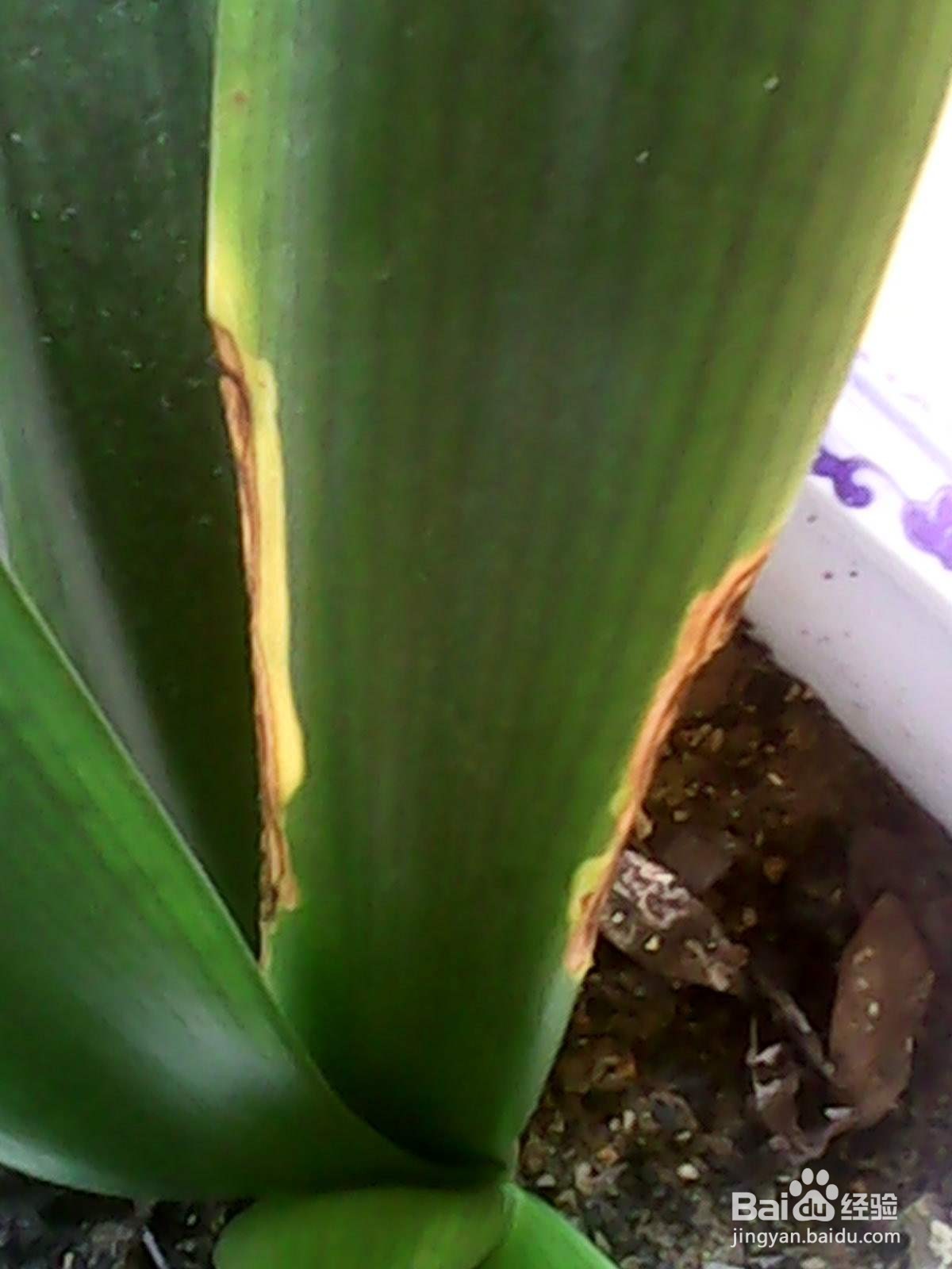 君子兰黄斑病怎么处理