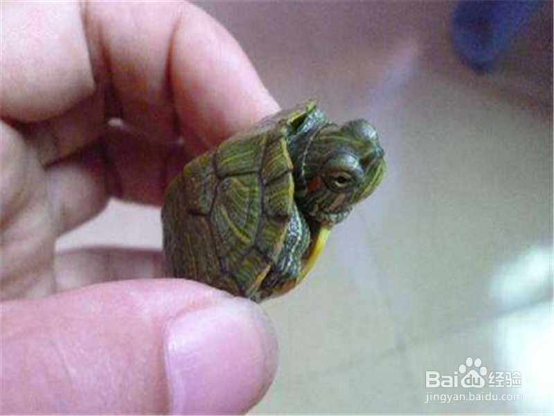 买的乌龟如何看是否健康