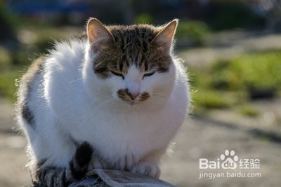 猫咪掉毛严重怎么办