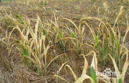 除草剂药害如何解救 百度经验