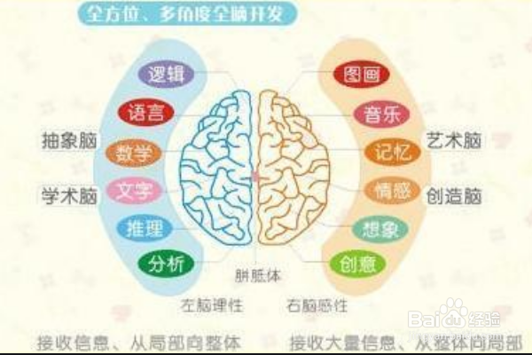 怎样开发右脑的记忆力的潜力