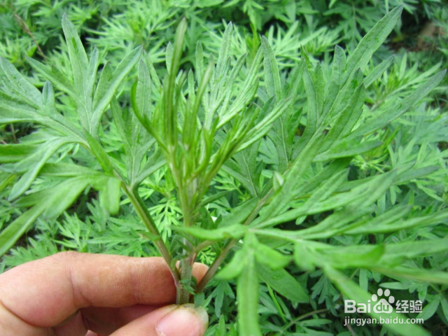 如何让艾草的产量暴增?