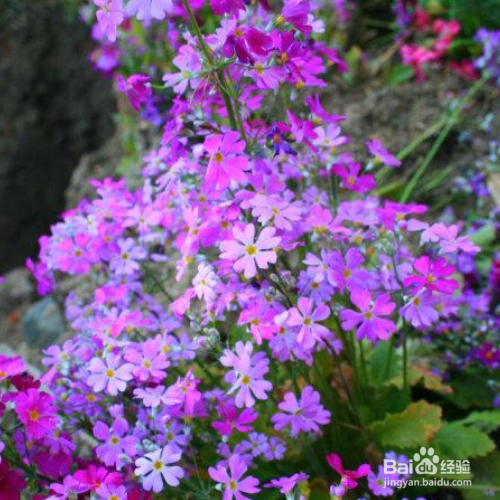 矮雪轮的养殖方法和注意事项