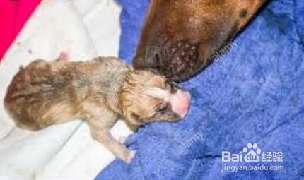 狗狗下崽后怎么照顾