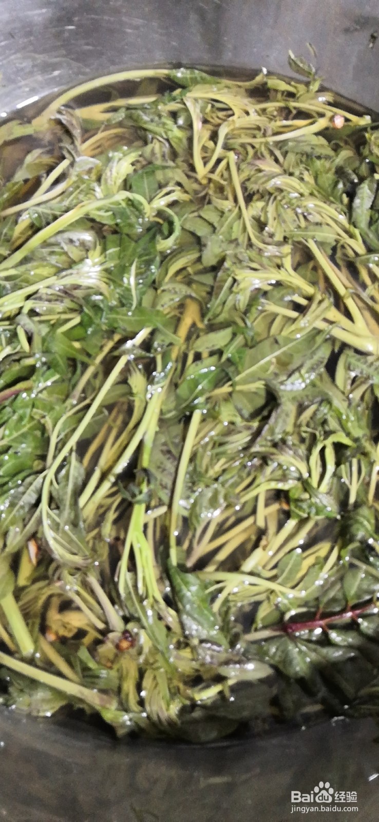 6种常见野菜的识别及处理方法