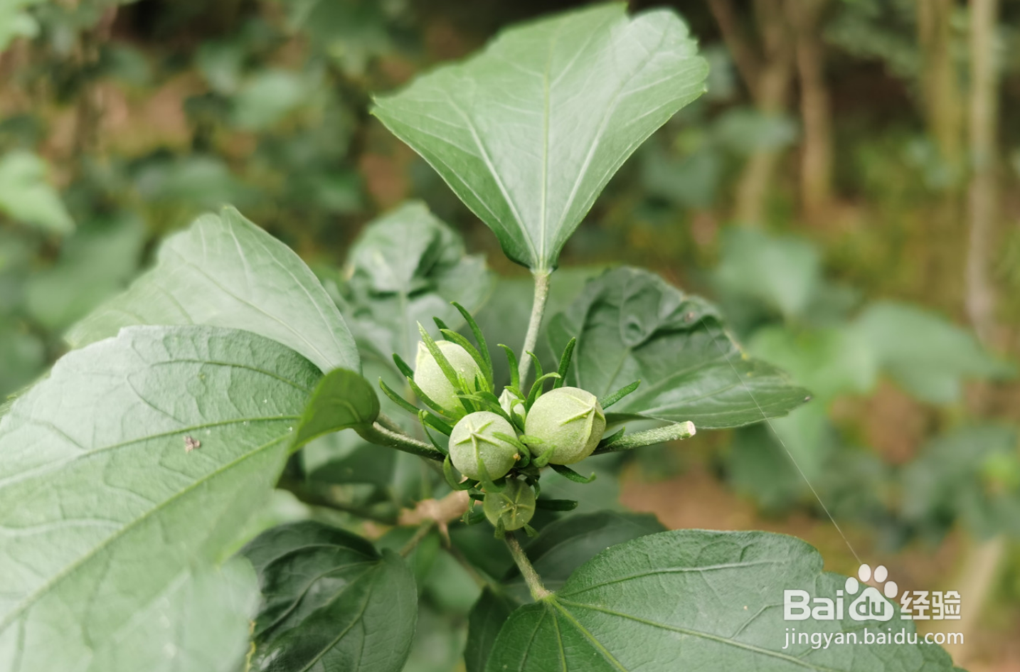 木槿花怎么养才能茂盛