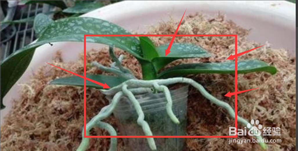 水苔养蝴蝶兰的方法