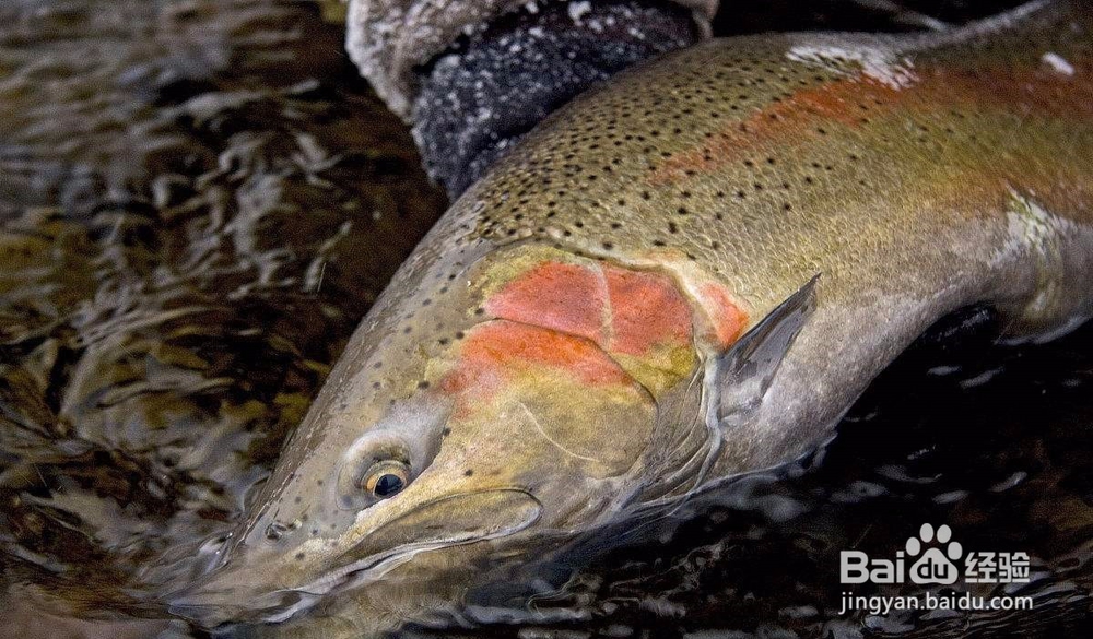 如何防治鱼维生素缺乏症