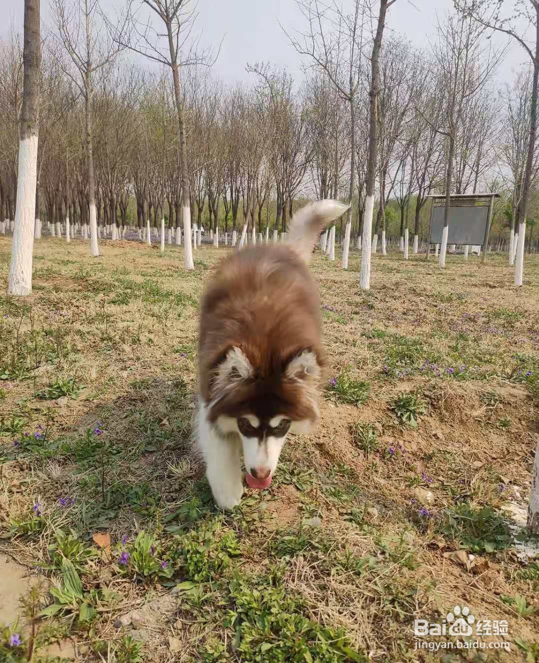 如何教会狗狗定点上厕所