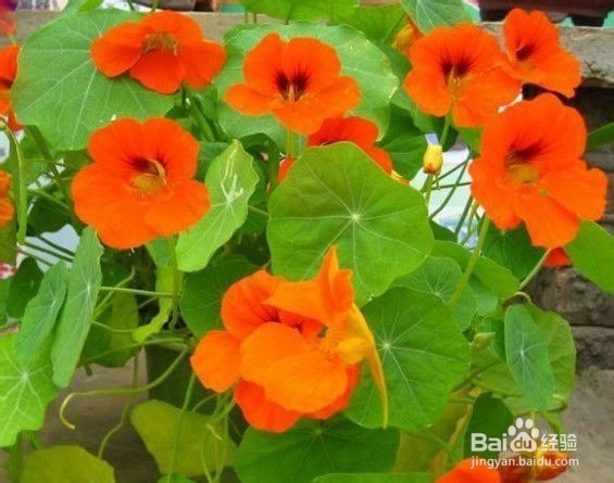 室内的花怎么养