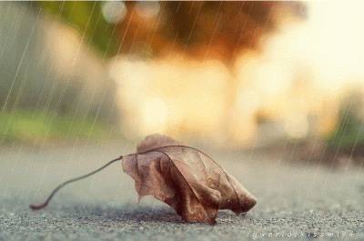 风停了雨停了你又觉得你行了下一句是什么