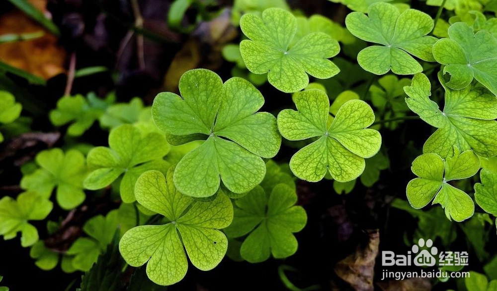 酢浆草的养殖方法和注意事项